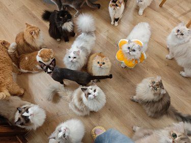 认准这家猫咖