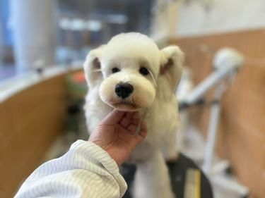小狗的美貌展示！