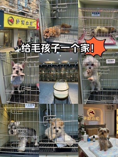 每一只毛孩子都在期待有人能把它们带回家！