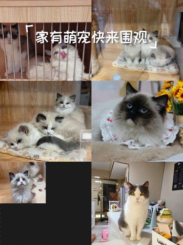宠物猫的萌翻天