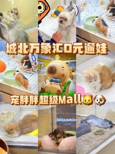 城北万象汇0元遛娃好去处宠胖胖超级MALL