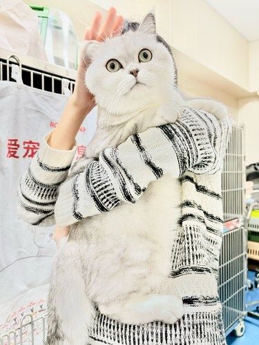 萌翻啦‼️可爱猫咪天天呵护