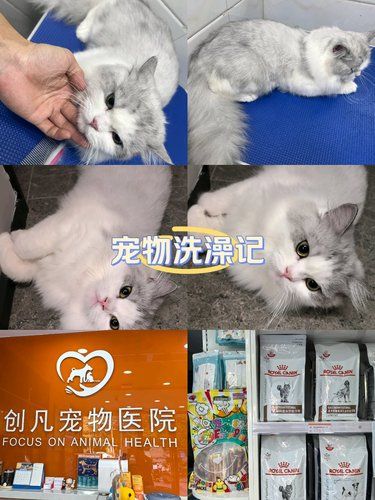 喵星人的美容院日常