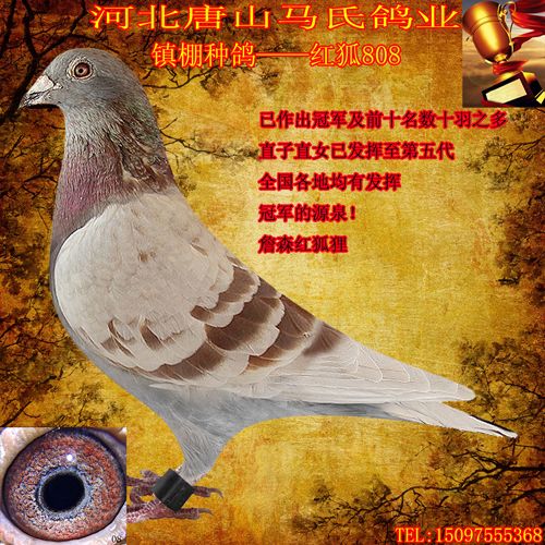 看看TA的鸽舍简介
