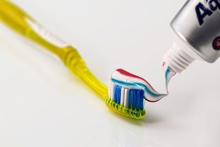 揭秘宠物食用牙刷品牌，宠物口腔护理新选择！