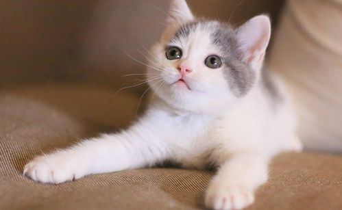 宠物猫除虫攻略