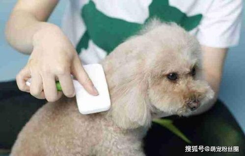 “宠物除虫小妙招,狗狗毛发亮丽无虫扰!”