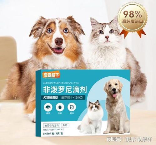 宠物除虫,健康养护关键