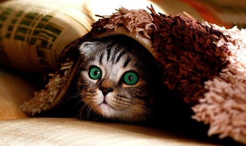 宠物除虫,安全拔除,猫咪无忧。