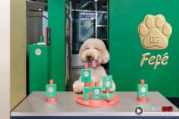 8款宠物礼物推荐：宠物专用香水、精品牙膏、香氛沐浴，让毛小孩幸福感倍增！