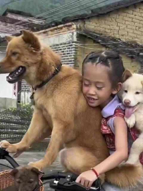 最近很火的小狗乖乖……