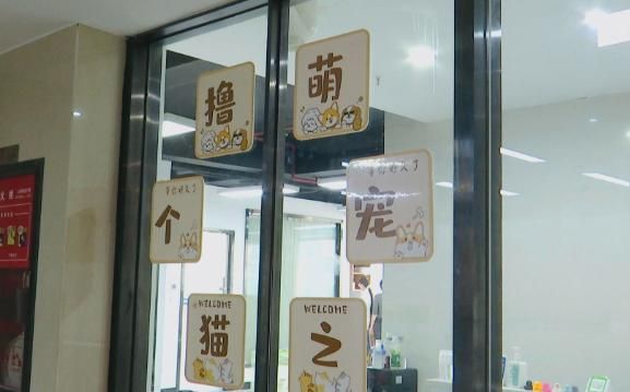 一女子疑遭遇“宠物贷”套路 领养变贷款陷阱