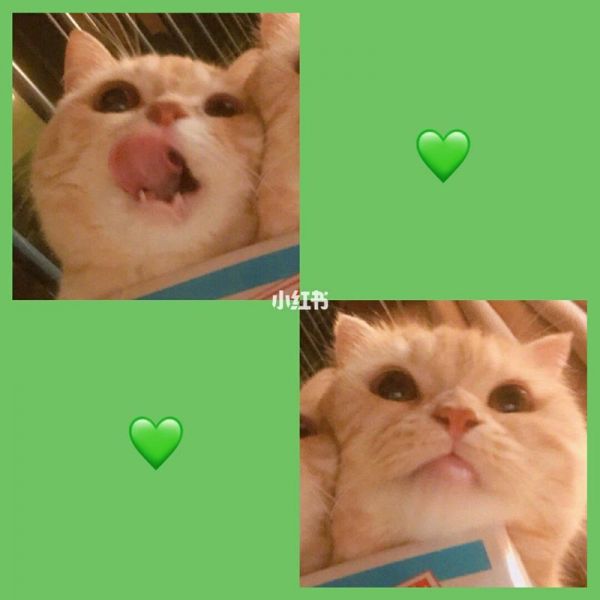 猫咪情侣头像一对