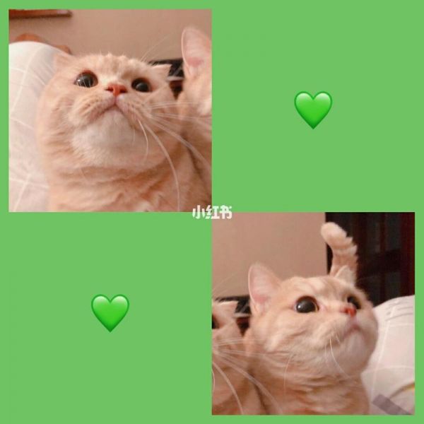 猫咪情侣头像一对