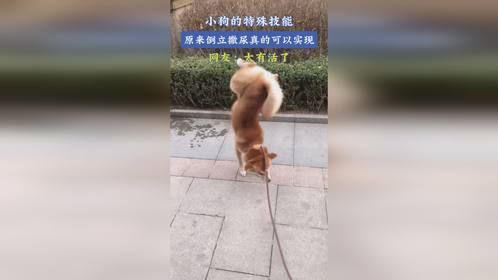 小狗的特殊技能，原来倒立撒尿真的可以实现，网友：太有活了