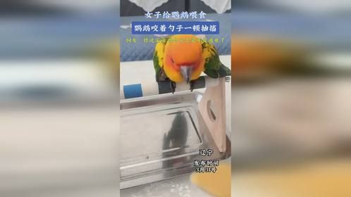 女子给鹦鹉喂食，鹦鹉咬着勺子一顿抽搐，网友：你说实话，你勺子上是不是通电了