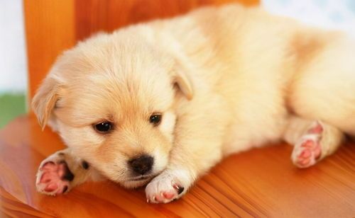 为幼犬打造营养均衡食谱