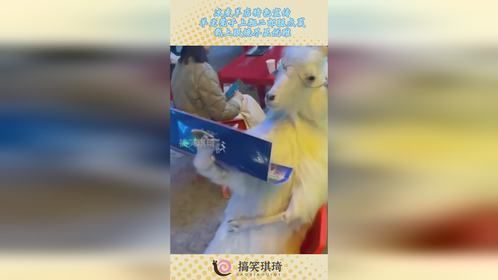 冰煮羊店特色宣传，羊坐凳子上翘二郎腿点菜，戴上眼镜尽显优雅！