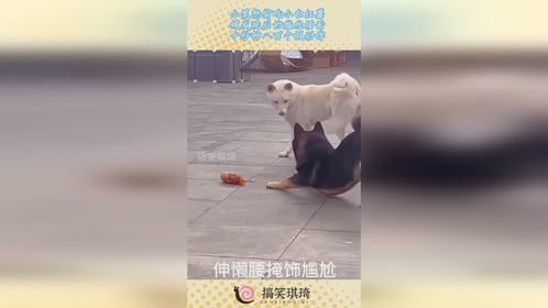 小黑想偷吃小白红薯，被发现后的尴尬场面，十秒钟八百个假动作！