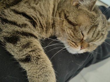 这家猫咖的猫猫都是被收留的流浪猫