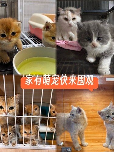 宠物猫的萌翻天