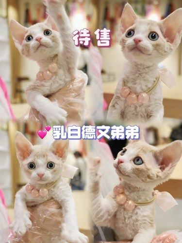 武汉江岸猫舍｜乳白德文弟弟｜365天重疾保障