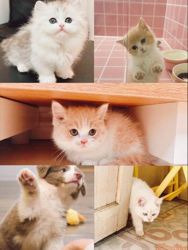 宠物猫的萌翻天