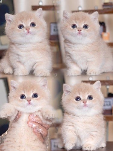 武汉武昌猫舍 | 曼基康蓝金 | 365天重疾保障