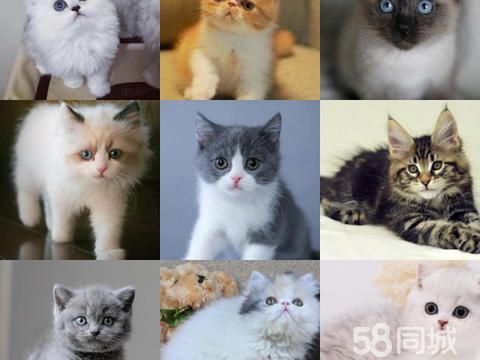 爱宠宠猫屋·新泰本地猫舍繁殖出售各类纯种宠物猫包健康活