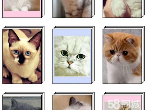 新泰宠物猫·新泰本地猫舍出售各种精品幼猫包纯种保健康支持送货