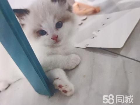 新泰宠物猫·优质布偶猫