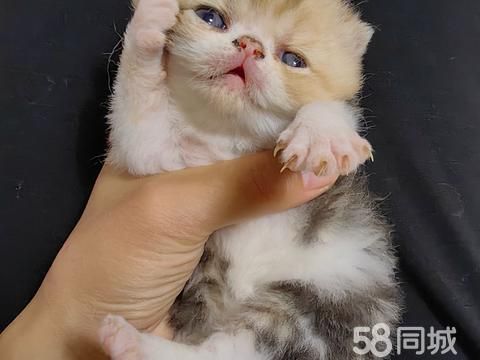 新泰宠物猫·两个月加菲猫带疫苗有没有需要的