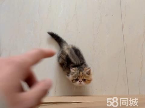 新泰宠物猫·有没有要加菲猫的两个月打了一针疫苗