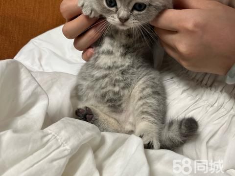 新泰宠物猫·猫咪