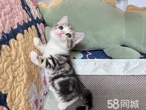 uwwccyw9l·猫猫