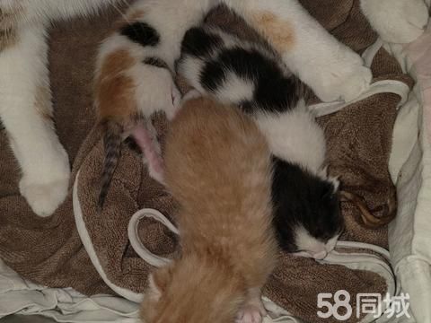 新泰宠物猫·我家猫孩子生了3个猫宝宝有需要的索要照片预定
