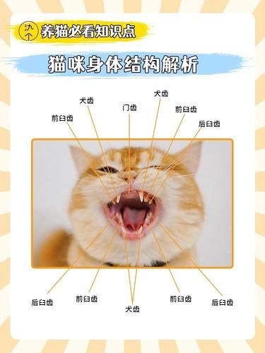 秘|藏在猫咪身体里几个小秘密㊙️