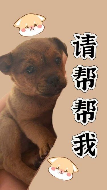 虐别人家真爽 还不用负责