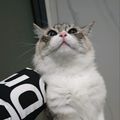 https://p0.meituan.net/userheadpicbackend/56933cbd53f49c081a747908b02fb04b826929.jpg%40120w_120h_1e_1c_1l%7Cwatermark%3D0