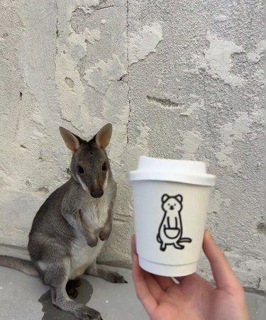 全国首家｜Kangaroo落地杭州！！！
