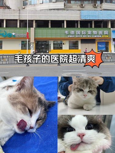 带着毛孩子体检的一天～