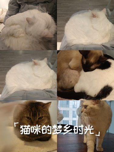 猫生活，慵懒得刚刚好