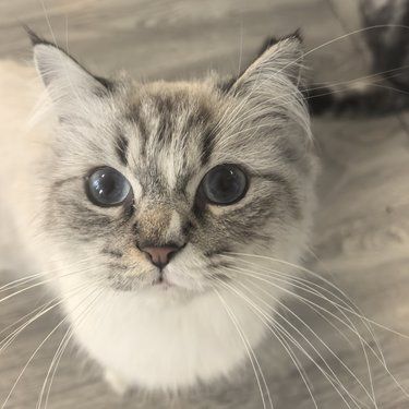 超级粘人的小猫咪和小狗！