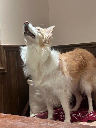 宠物狗狗的日常萌