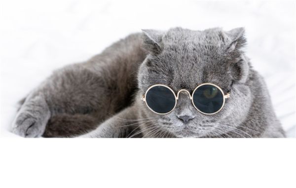 南昌东湖区猫舍哪里有——南昌猫舍排行榜