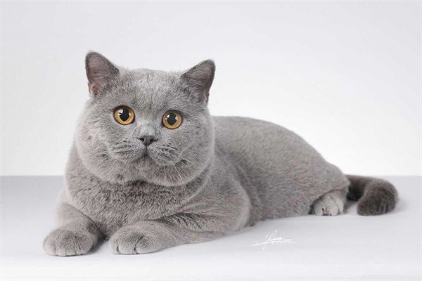 南昌东湖区猫舍哪里有 南昌宠物市场排行榜