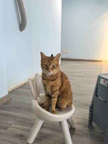 南昌人均15无限时撸猫猫～被猫猫包围好幸福！