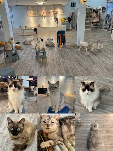 惊！屋里的猫·猫咖柯基馆，竟有如此奇妙体验