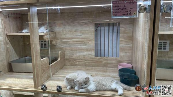 （领养金额一栏写着“免费”）