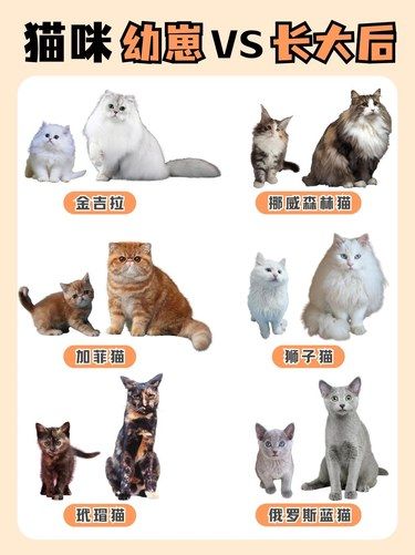猫大十八变，萌翻你没商量